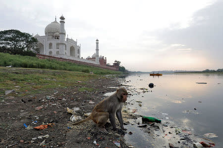 A monkey looks for eatables on the polluted banks of the Yamuna river next to the historic Taj Mahal in Agra, India, May 19, 2018. Picture taken May 19, 2018. REUTERS/Saumya Khandelwal