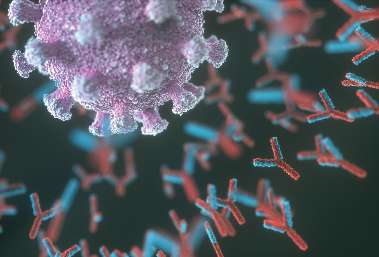 <span class="caption">An artist's impression of antibodies (red and blue) responding to an infection with the new coronavirus SARS-CoV-2 (purple). </span> <span class="attribution"><a class="link " href="https://www.gettyimages.com/detail/illustration/antibodies-responding-to-covid-19-royalty-free-illustration/1227513276?adppopup=true" rel="nofollow noopener" target="_blank" data-ylk="slk:KTSDESIGN/SCIENCE PHOTO LIBRARY / Getty Images;elm:context_link;itc:0;sec:content-canvas">KTSDESIGN/SCIENCE PHOTO LIBRARY / Getty Images</a></span>