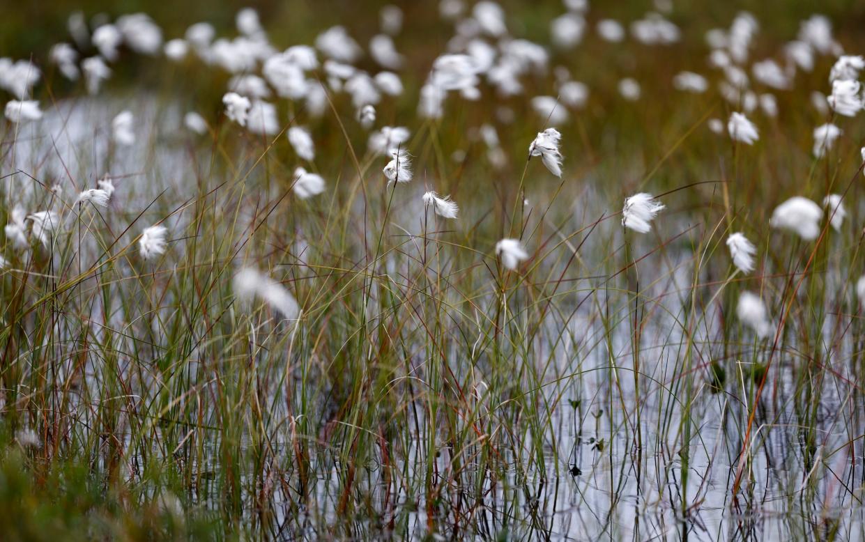 Graham Neville, of NatureScot, hailed the Flow Country's value as a biodiverse habitat and important carbon sink