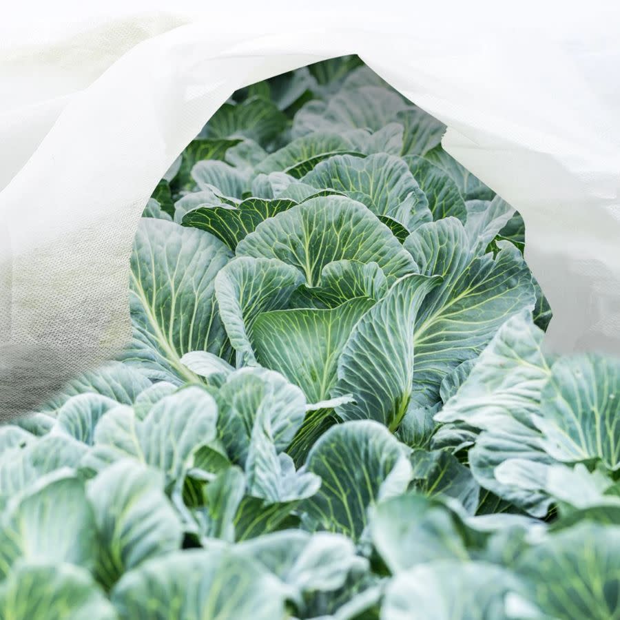 horticultural white fleece over plants