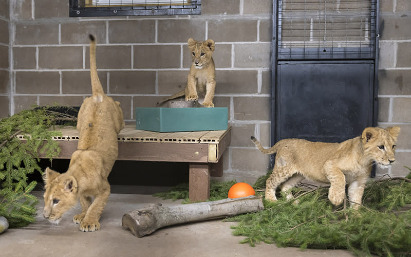 Three lion cubs play at the Wildcat Santuary