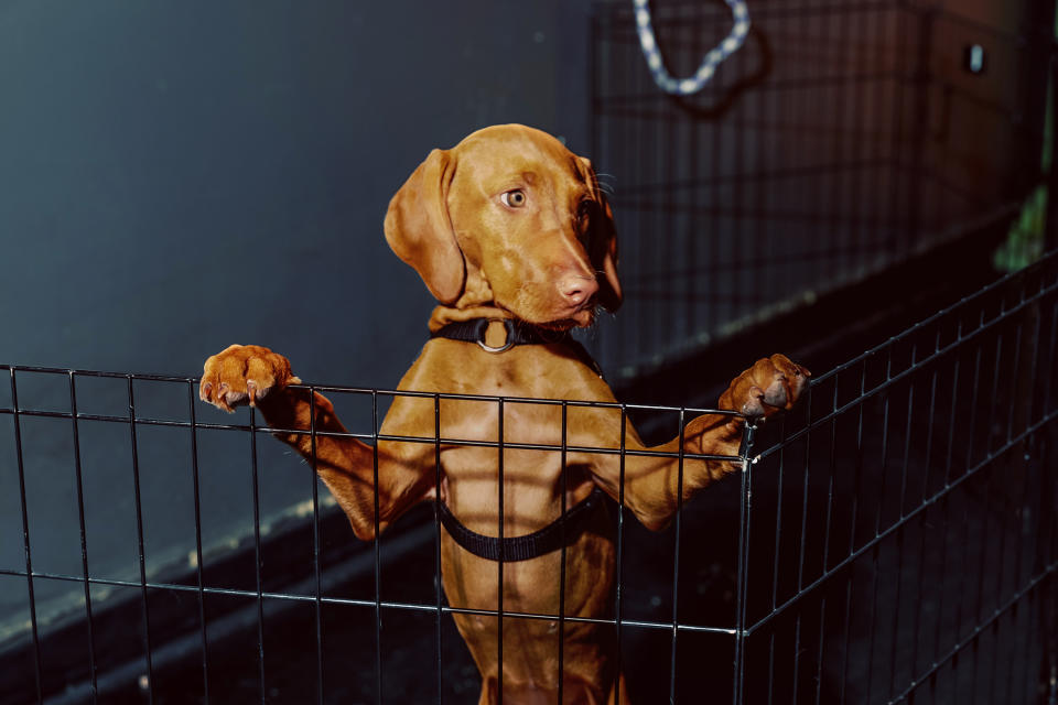 A vizsla puppy at a dog training class at Doggy Business in Portland, Oregon, on Jun. 4.<span class="copyright">Holly Andres for TIME</span>