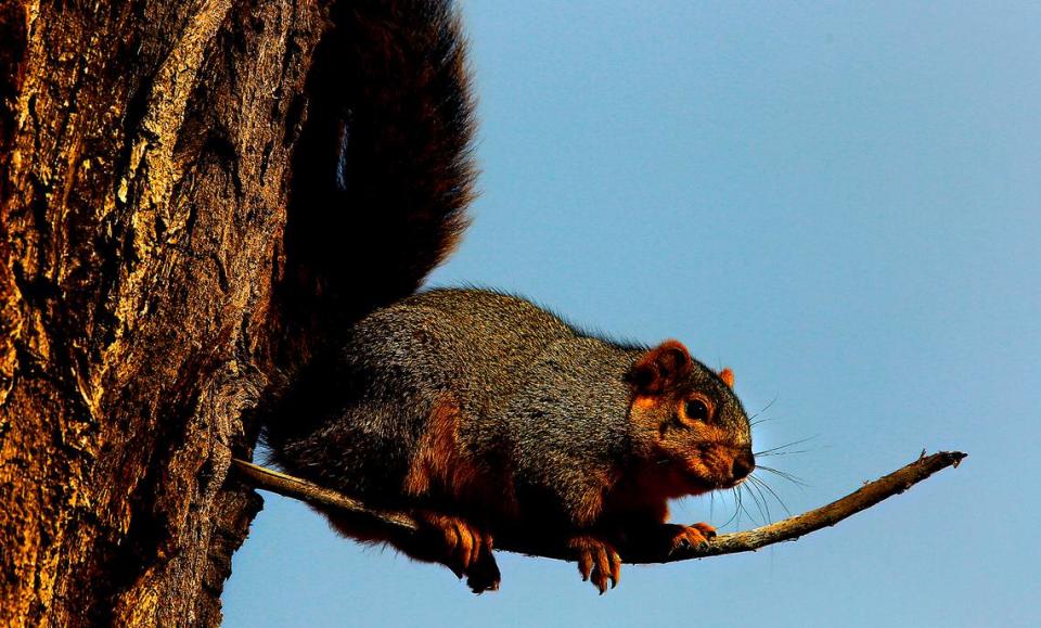 An eastern gray squirrel finds a precarious perch on a skinny branch under partly sunny skies.