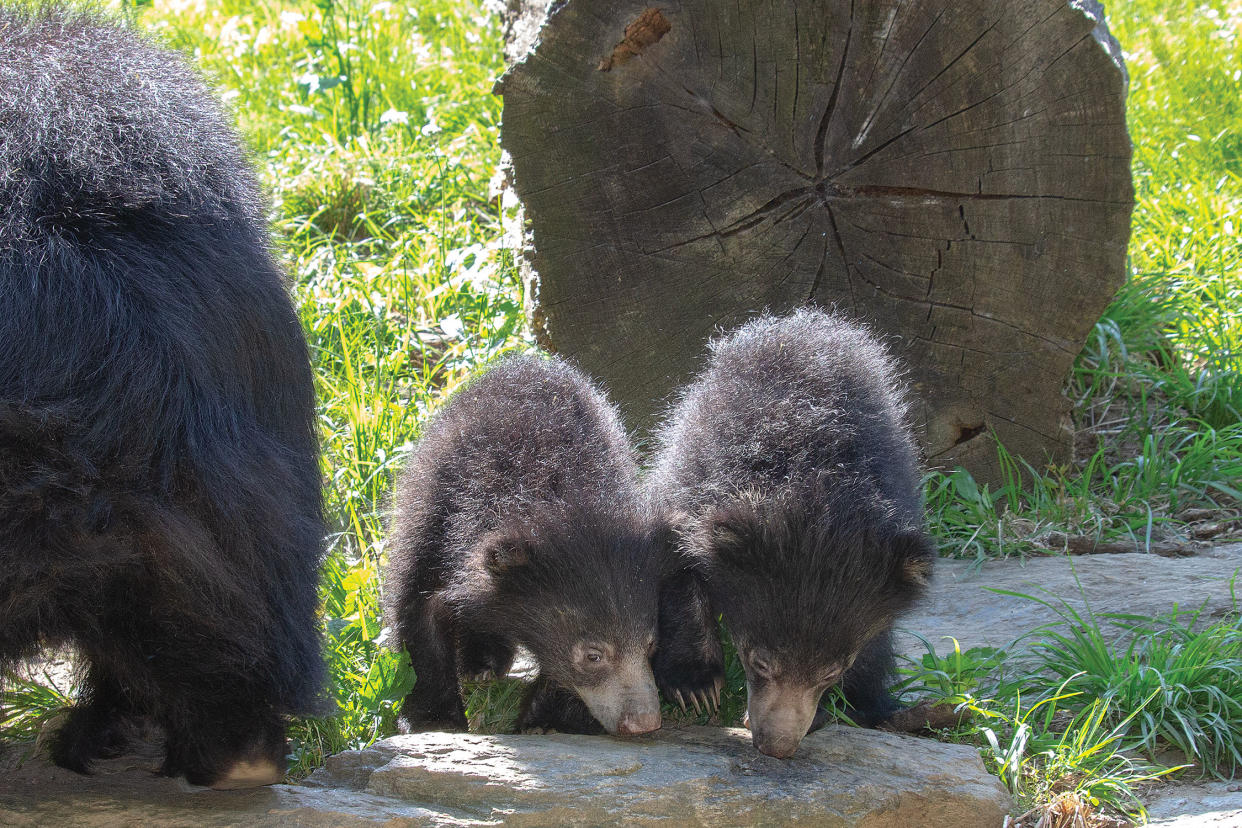 Sloth Bear Cubs at Philadelphia Zoo (Philadelphia Zoo)