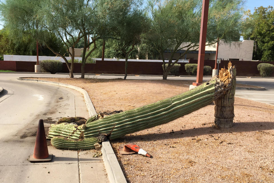 Saguaro Carnegiea gigantea (Cortesía de Kevin Hultine)