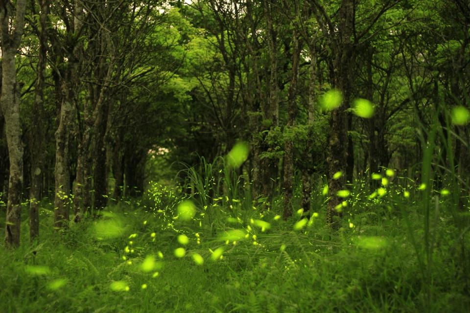 花蓮賞螢秘境，看螢火蟲自在飛舞（圖片來源：花蓮林管處）