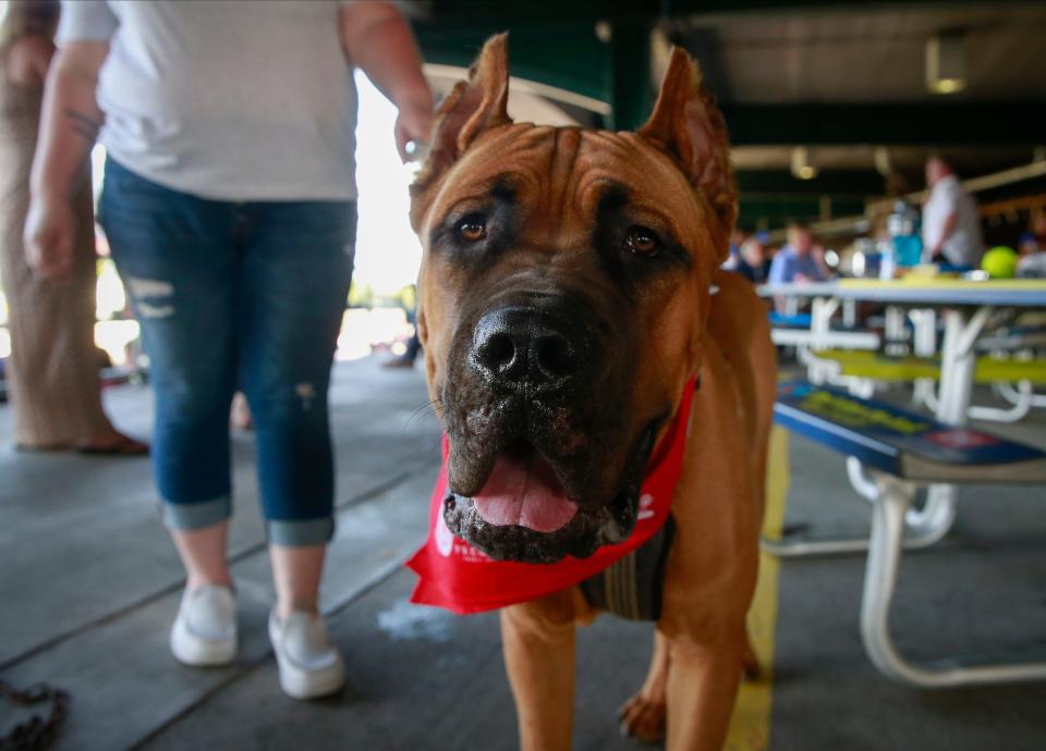 A cane corso.