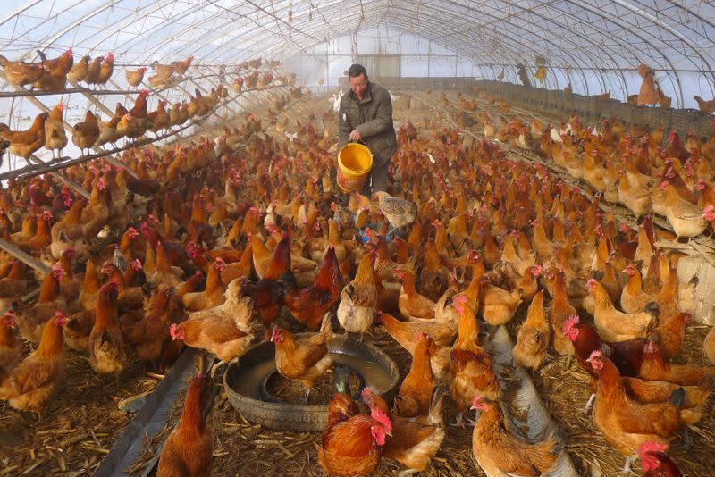 FILE PHOTO: Man provides water for chickens inside a greenhouse at a farm in Heihe