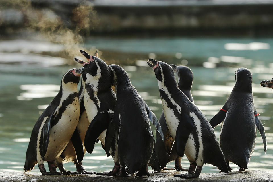London Zoo begins annual residents count