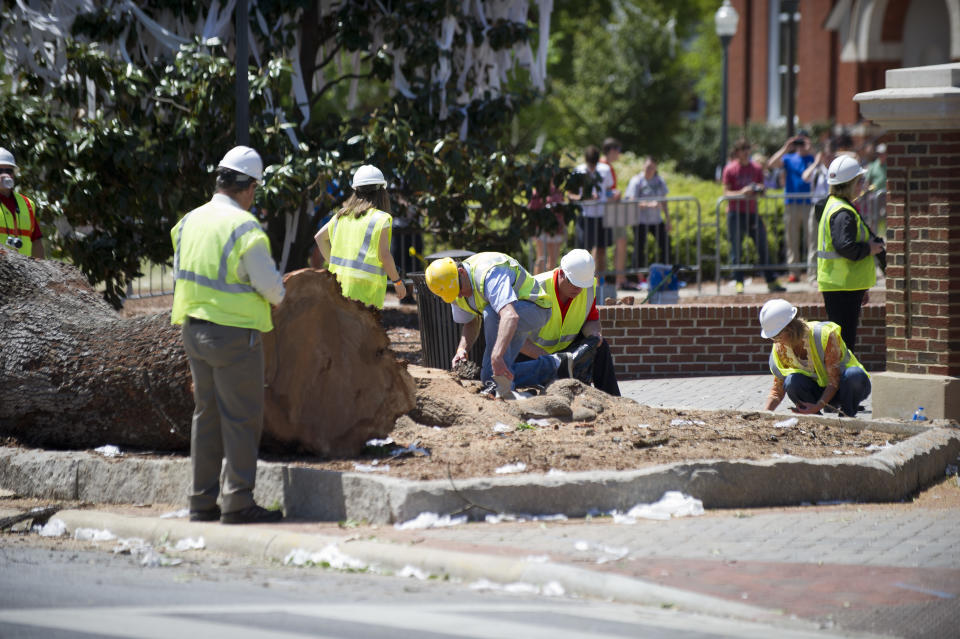 Auburn University decided to remove dying oak trees after they were poisoned shortly after the 2010 Iron Bowl by an Alabama fan. (Getty)