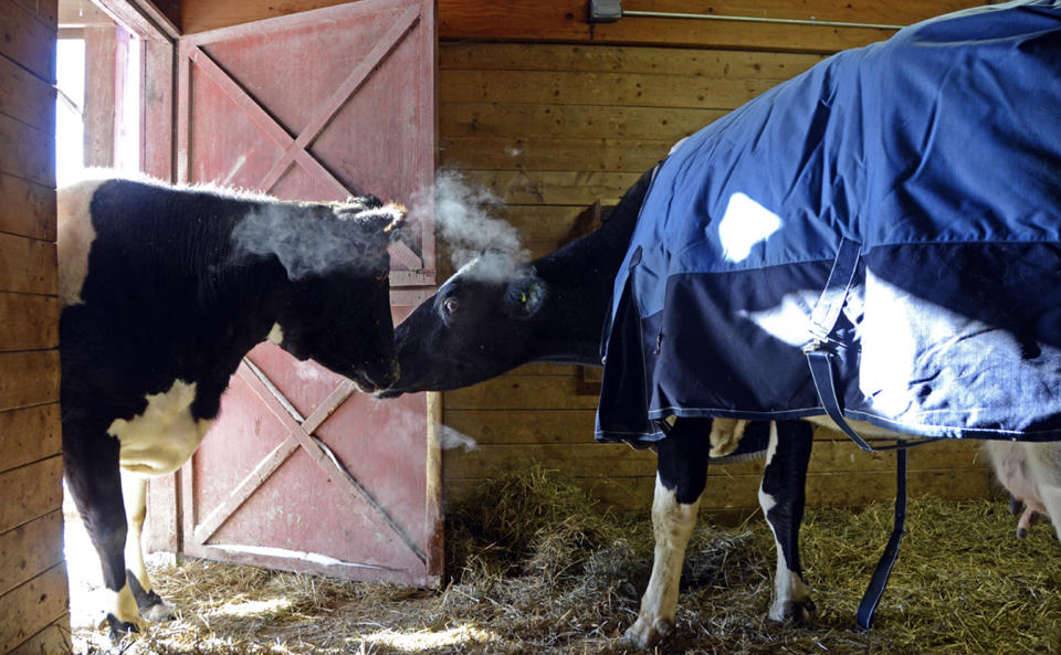 FILE - In this Feb. 5, 2014 file photo provided by Farm Sanctuary shelter, blind cows Tricia, left, and Sweety get acquainted at the shelter in Watkins Glen, N.Y. After the shelter tried to find ways to help Tricia, 12, and blind since birth, a Canadian animal welfare group sent Sweety, 8, via special transport. She arrived on Feb. 4, and they have become best female friends, playing in the grass, eating in the barn and grooming one another. (AP Photo/Farm Sanctuary, File)