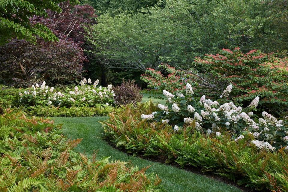 For a residence in Southampton, New York, Quincy Hammond layered Autumn ferns, oakleaf hydrangeas and viburnums along meandering paths through groves of cherry trees and Japanese maples.