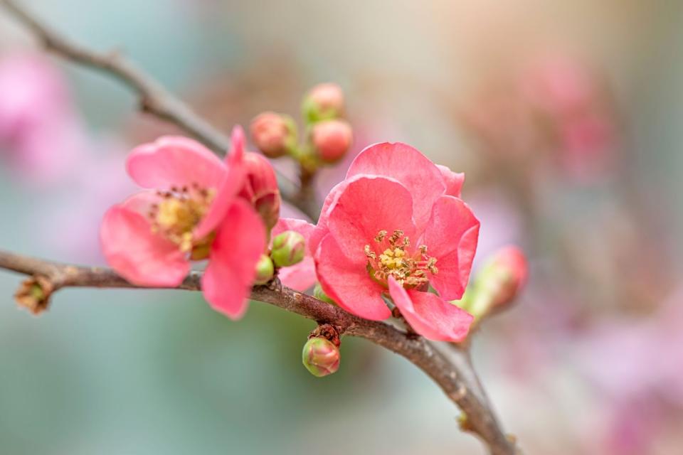 Pink Japanese Quince Flowers on Branch