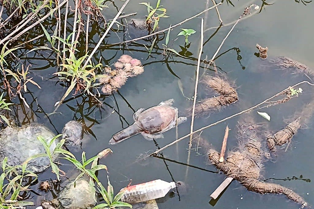 A dead turtle floats on the Gauripada lake in India  (AFP via Getty Images)