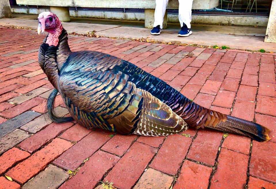 Colorful, exotic looking wild turkeys strut the square, minding their own business.