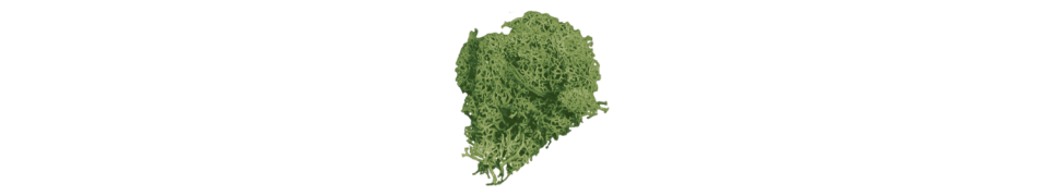 cutout of green sea moss