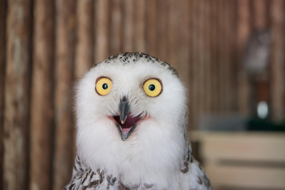A white owl with yellow eyes makes a funny surprised expression.