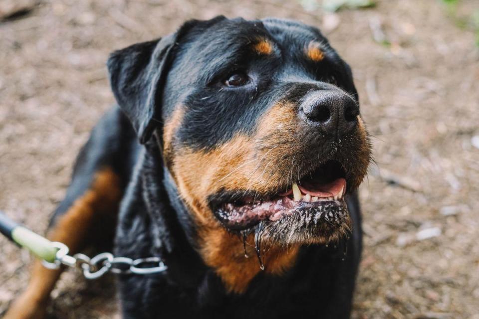 While the Rottweiler's reputation for aggression is slightly unfair, it is a breed of dog that has the potential to be aggressive. The dog's upbringing is key - a well-trained Rottweiler with an experienced owner can be a placid and loving dog, but this isn't a breed for novices. (Photo: Canva/Getty Images)