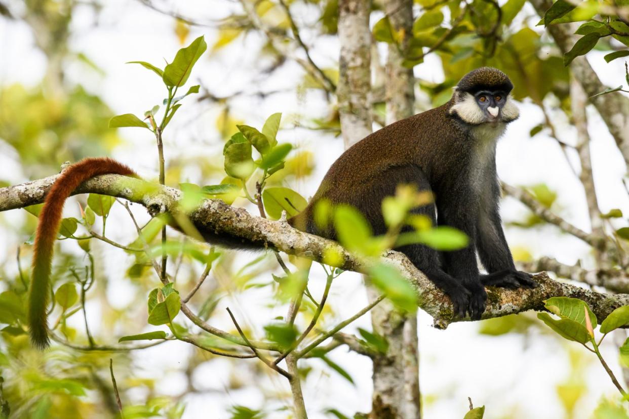 golden monkey in a tree