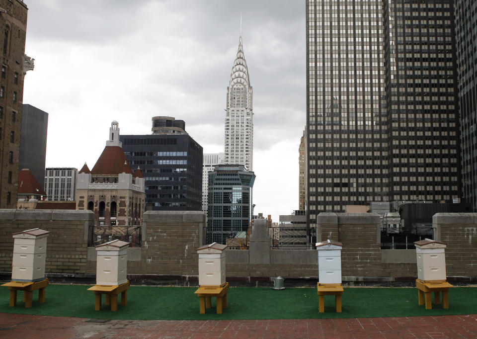 Honey bee hives sit on the 20th floor roof of the famed Waldorf Astoria hotel in New York, Tuesday, June 5, 2012. The hotel, a favorite of U.S. presidents, plans to harvest its own honey and help pollinate plants in the skyscraper-heavy heart of the city, joining a mini beekeeping boom that has taken over hotel rooftops from Paris to Times Square. (AP Photo/Kathy Willens)