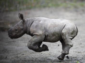 <p>A newly born eastern black rhino runs in its enclosure at the zoo in Dvur Kralove, Czech Republic, Oct. 25, 2017. (Photo: Petr David Josek/AP) </p>