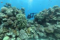 Researchers believe Gulf of Eilat corals fare well in heat thanks to their slow journey from the Indian Ocean through the Bab al-Mandab strait, between Djibouti and Yemen, where water temperatures are much higher