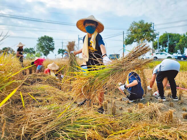 林內鄉農會今年專門為國小學生舉辦割稻比賽，為小朋友創造童年的稻田記憶。（周麗蘭攝）