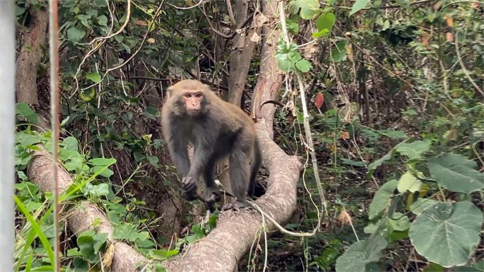 獼猴侵擾民宅、搶食傷人　台東縣府「抓猴行動」捕獲１母猴