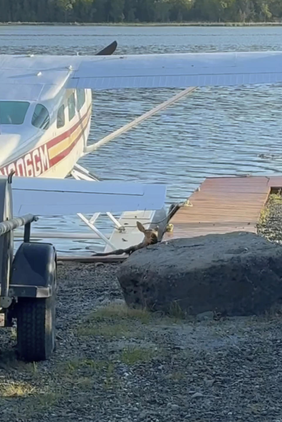 In this image taken from video provided by Spencer Warren, who works for a wilderness guiding service, he arrived about 6:30 a.m. Friday, June 14, 2024, to prepare the floatplane for a client’s trip when he discovered the calf trapped in Beluga Lake in Homer, Alaska. Warren and two police officers rescued the baby calf from what police described as “a sure demise” after it fell into a lake and got stuck in a narrow space between a floatplane and a dock. (Spencer Warren via AP)