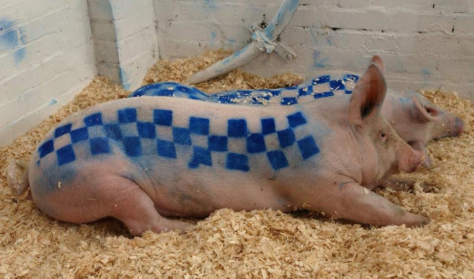 Un cerdo vivo en la primera muestra de Banksy en el Reino Unido (PA)