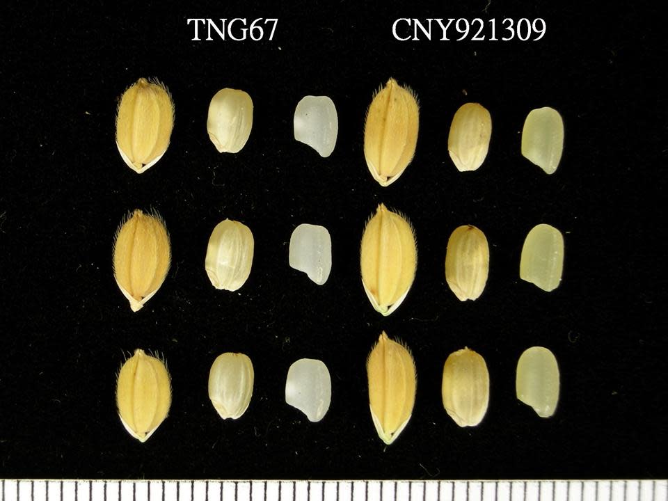 吳永培育成「台農76號」（右）有豐富β-胡蘿蔔素，胚乳呈現金黃色，相較「台農67號」（左）差異明顯。（圖片提供／農試所嘉義分所）