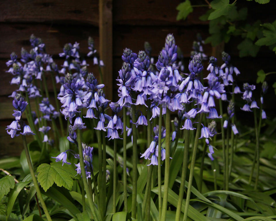 7. Spanish Bluebell (Hyacinthoides hispanica)