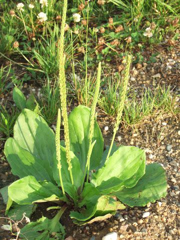 Denny Schrock Plantain weeds like hard, densely packed soil; loosen it with a hoe before trying to pull them out.