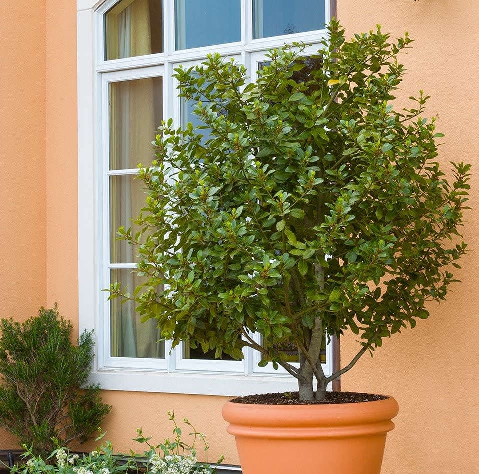 Large laurel bay leaf plant in container