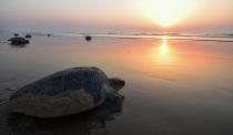 <p>Diese Oliv-Bastardschildkröten kehren nach dem Eierlegen an einem Strand, nahe des indischen Flusses Rushikulya ins Meer zurück. Immer Anfang des Jahres kommen Tausende dieser Meeresschildkröten an Land, um einen der drei größten Nistplätze Indiens für ihre Fortpflanzung zu nutzen. (Bild: ASIT KUMAR/ AFP) </p>