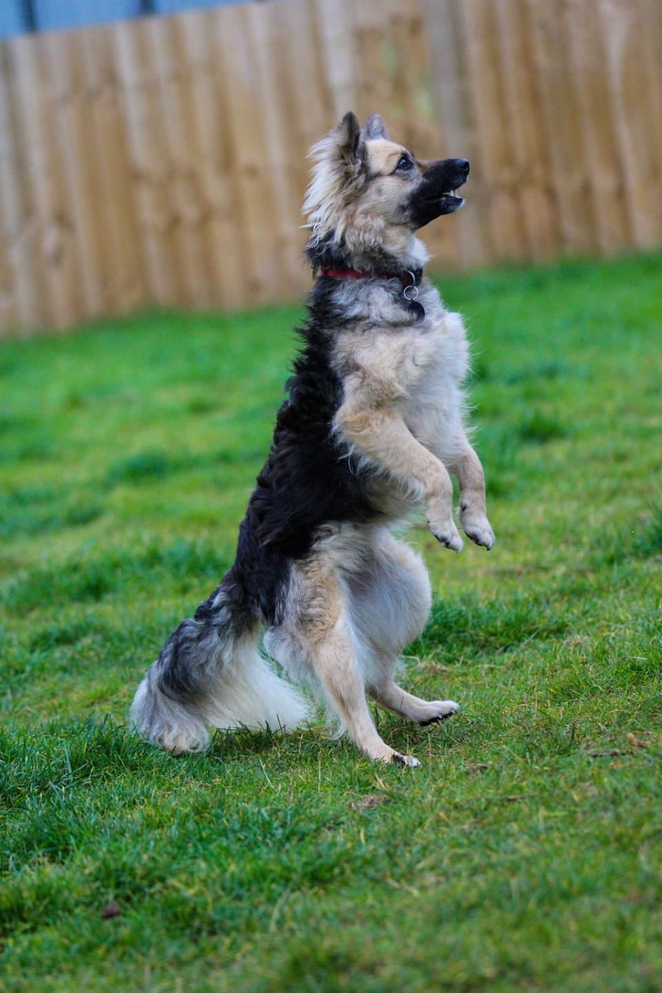 Epiphany, a mixed-breed dog at Oakwood Dog Rescue (Oakwood Dog Rescue)