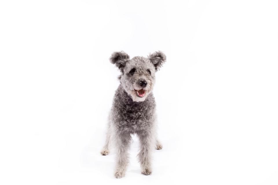 Pumi (Courtesy of the AKC)