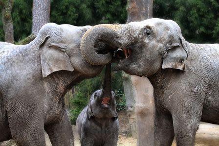 Modern elephants greeting one another. Woolly mammoths are thought to have had similar elaborate communication systems.