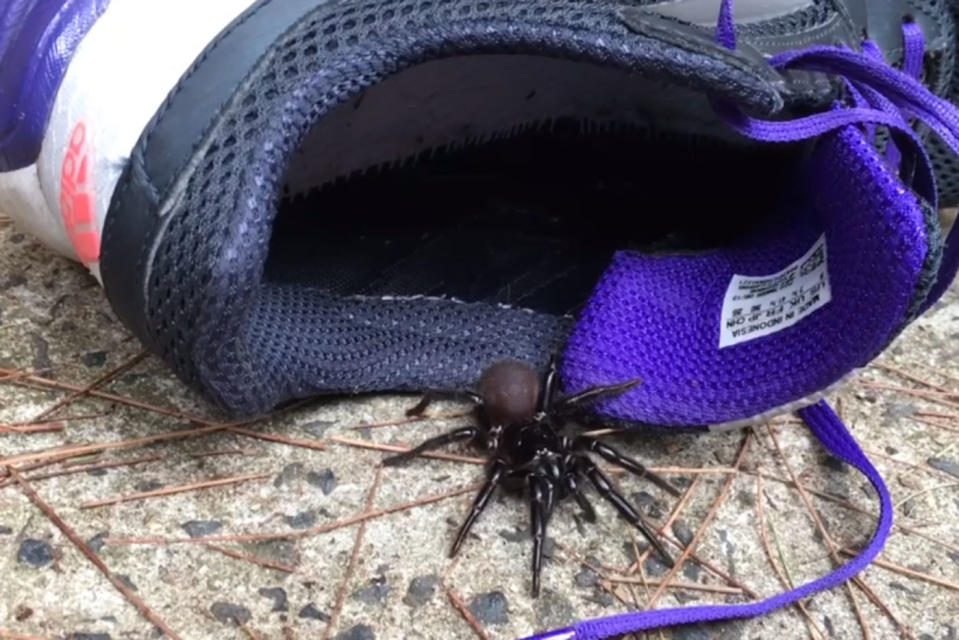 A funnel web spider next to a shoe.