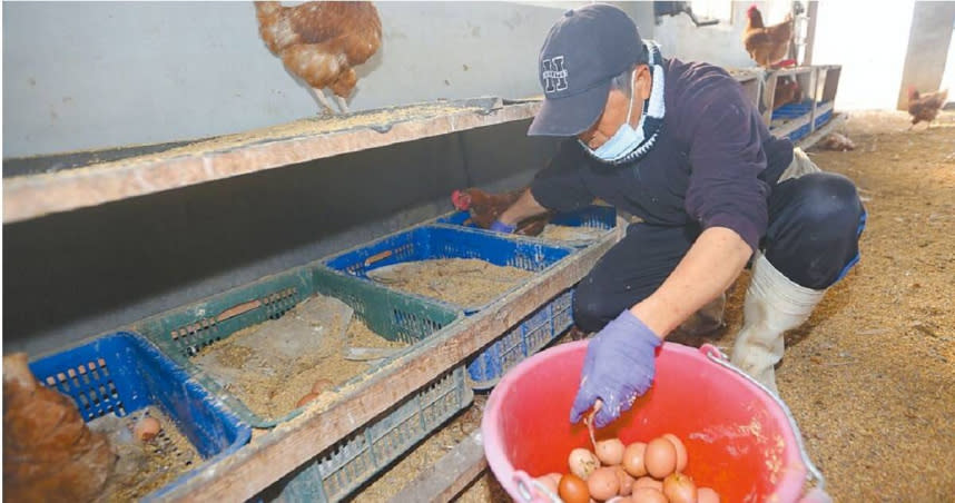 受禽流感、國際原物料上漲等因素影響，國內蛋價及雞肉價格飆漲。圖為雞農採收雞蛋。（陳怡誠攝）