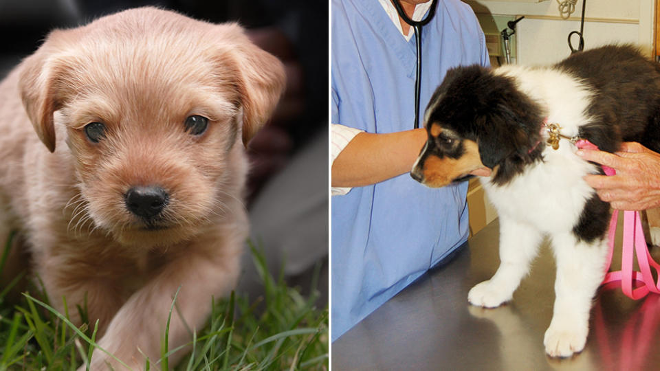 Puppies can be seen at the vet. 