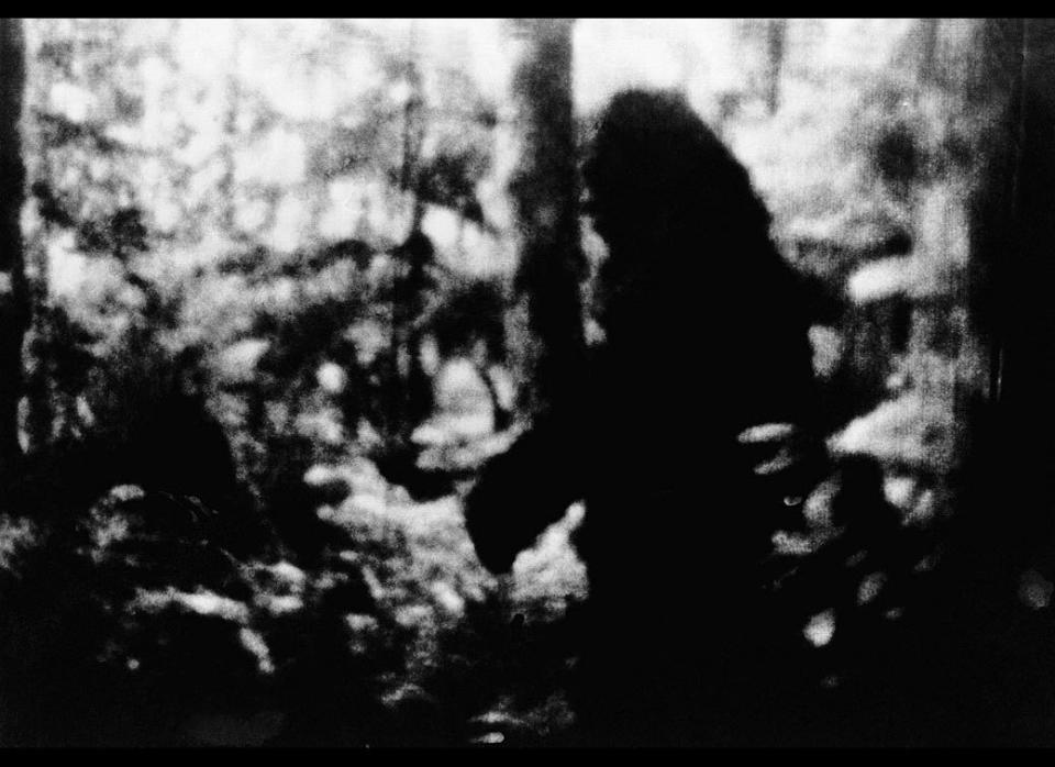 This is a black and white print from a color movie Frank White said he took in the forest near Bellingham, Wash., on Oct. 8, 1977. "I'd call it a North American ape," said White. "You can call it a Sasquatch or anything you like."