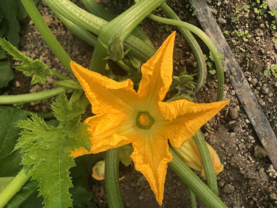 flor de calabaza