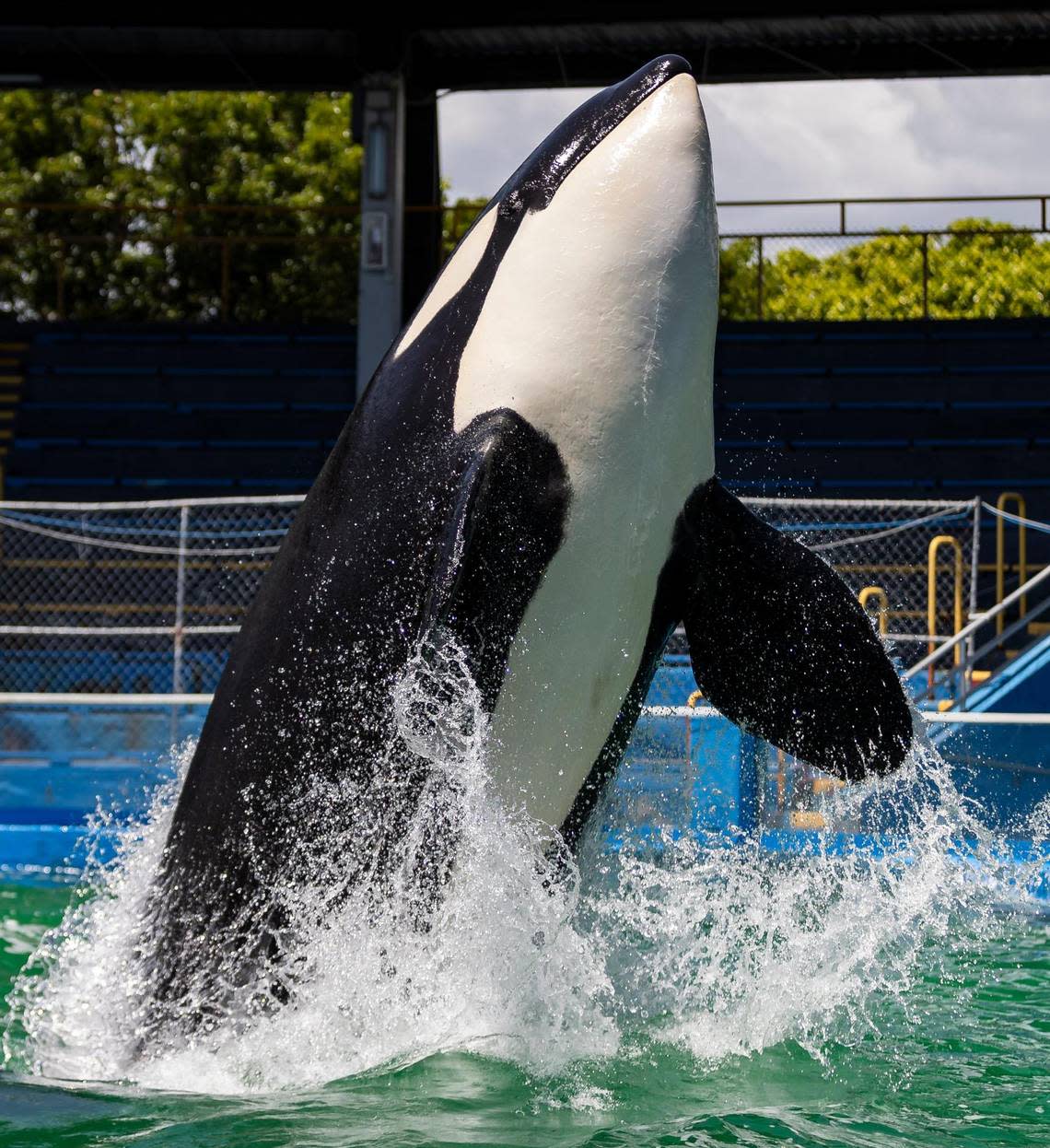 Lolita the killer whale, also known as Tokitae and Toki, performs a trick during a training session inside her stadium tank at the Miami Seaquarium on Saturday, July 8, 2023, in Miami. Lolita died on Friday, Aug. 18, the Seaquarium announced. .