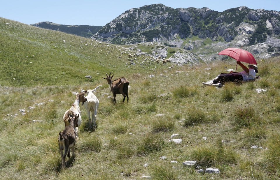 A shepherd rests under an umbrella on the Durmitor mountain, Montenegro, Friday, July 15, 2022. Authorities have warned of extremely hot temperatures in Montenegro and the rest of the Balkans. (AP Photo/Darko Vojinovic)