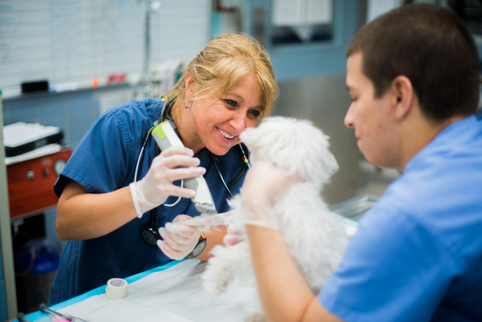 Animal Medical Center Veterinarian vet veterinary surgery_41