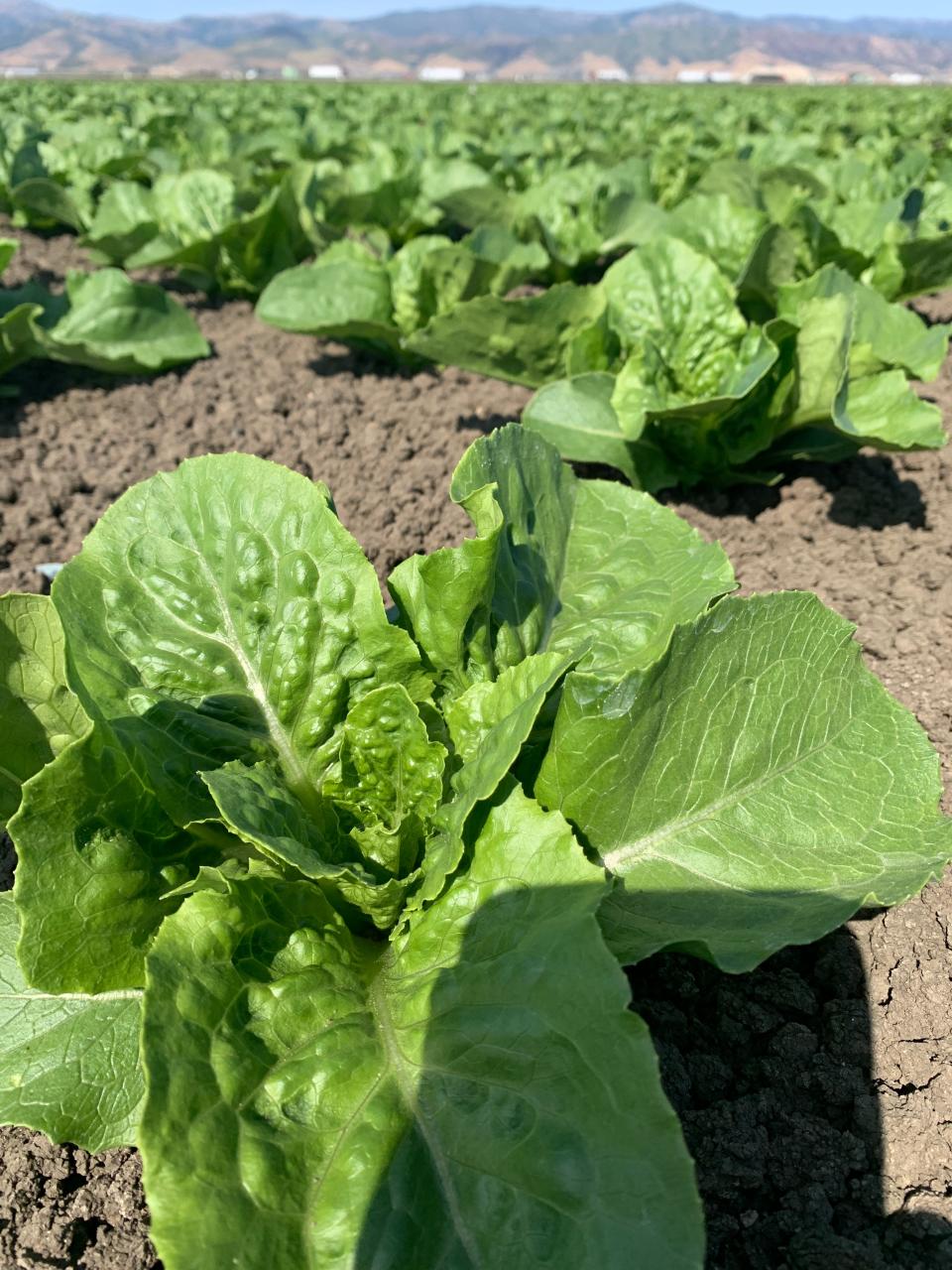Romaine lettuce growing in a field in California's Salinas valley.