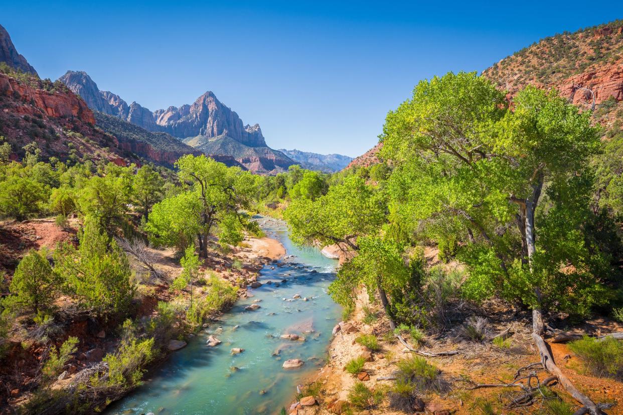 Zion National Park scenery with famous Virgin river and The Watchman mountain peak in the background on a beautiful sunny day with blue sky in summer, Utah, USA