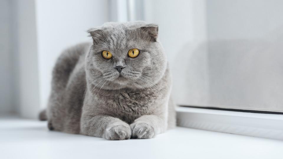 Scottish fold cat