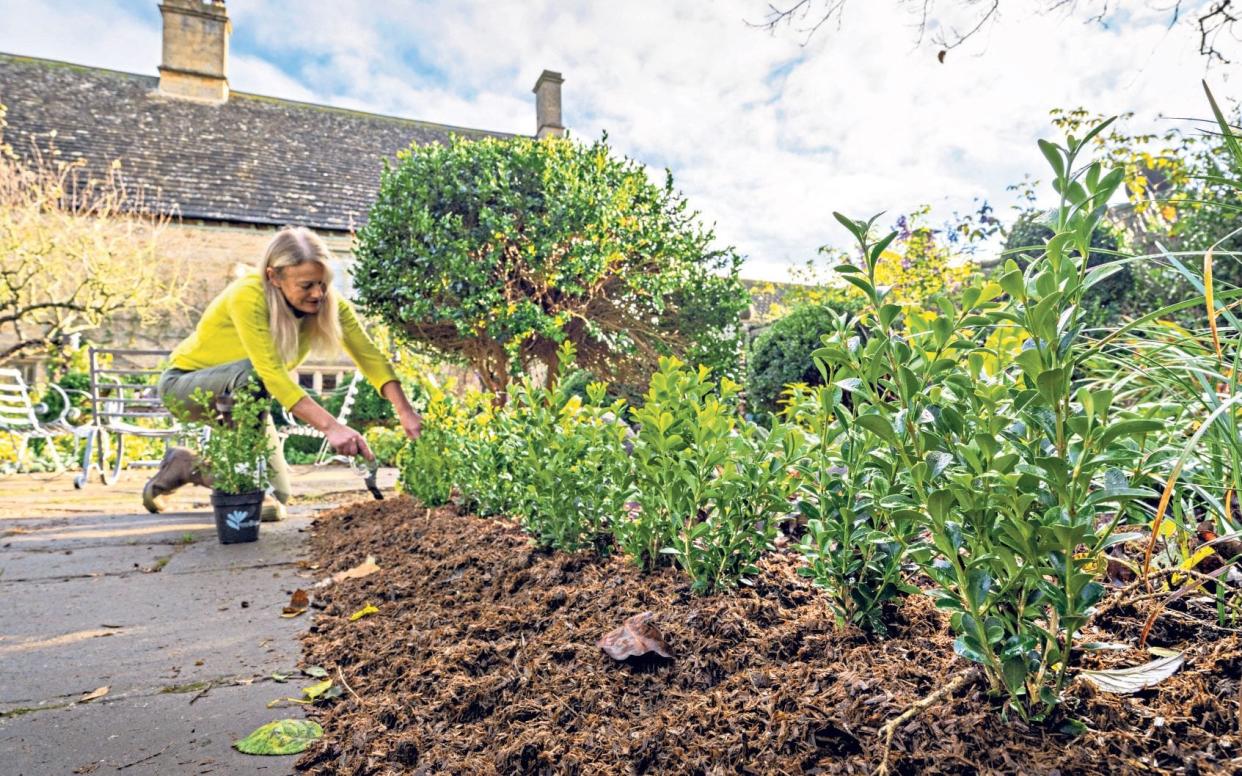 Busy month: Bunny plants blight resistant box - Andrew Crowley 